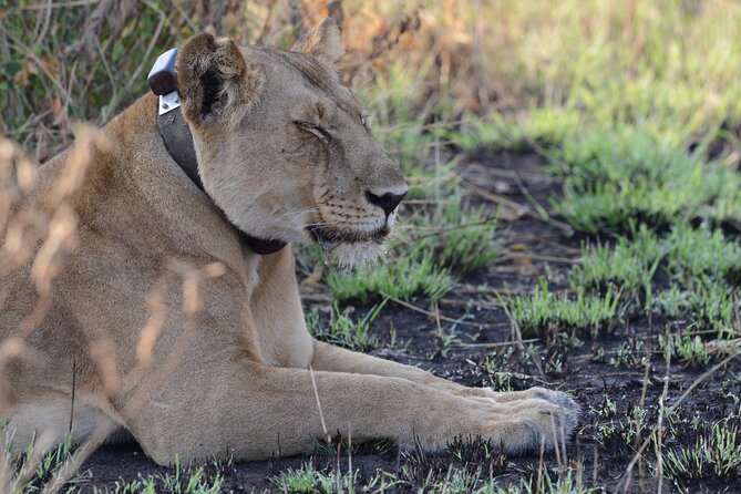 4-Day QENP, Gorillas in Bwindi and Lake Bunyonyi relaxation - Day 2: Big animals and the Kazinga Channel