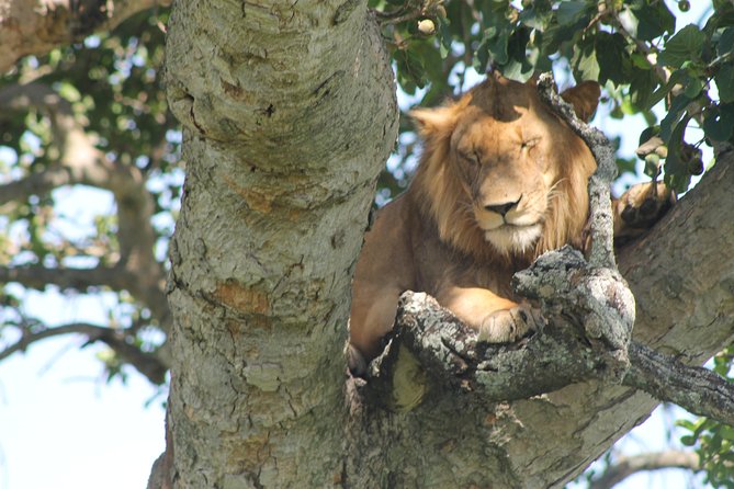 4-Day Uganda Gorilla Trekking and Wildlife Safari - A fast route from Entebbe to the western parks