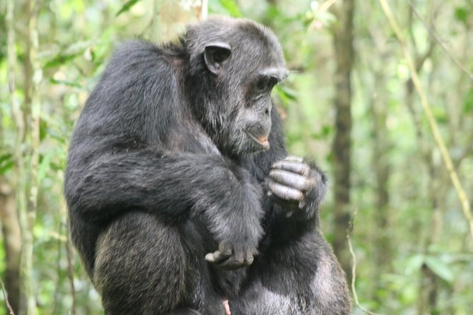 4-Day Uganda Gorilla Trekking and Wildlife Safari - Who should choose this four-day safari