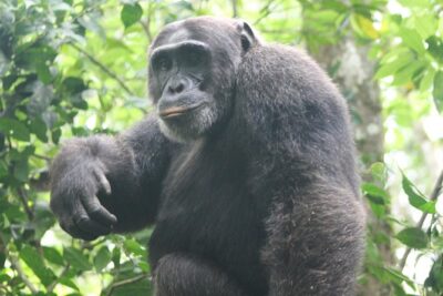 4-Day Uganda Gorilla Trekking and Wildlife Safari