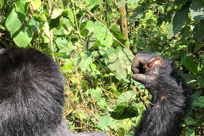 4 Day Uganda Gorilla Trekking Safari with Lake Bunyonyi - Why this four-day Uganda safari works
