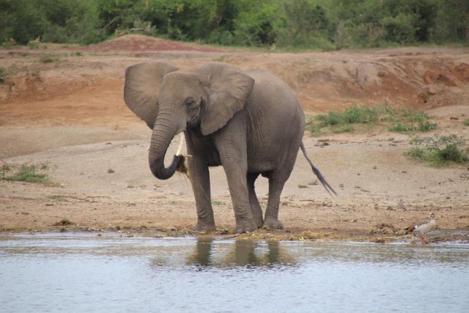 4 Day Uganda Gorilla Trekking Safari with Lake Bunyonyi - What the $2,089.24 price includes