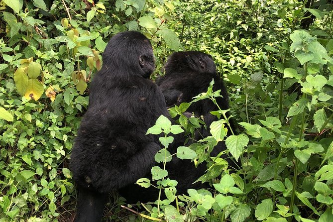 4 Day Uganda Gorilla Trekking Safari with Lake Bunyonyi - Who will get the most from this trip