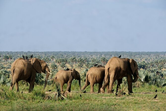 4 Days and 3 Nights Safaris in Murchison Falls National Park Tour - What the private camp stay adds