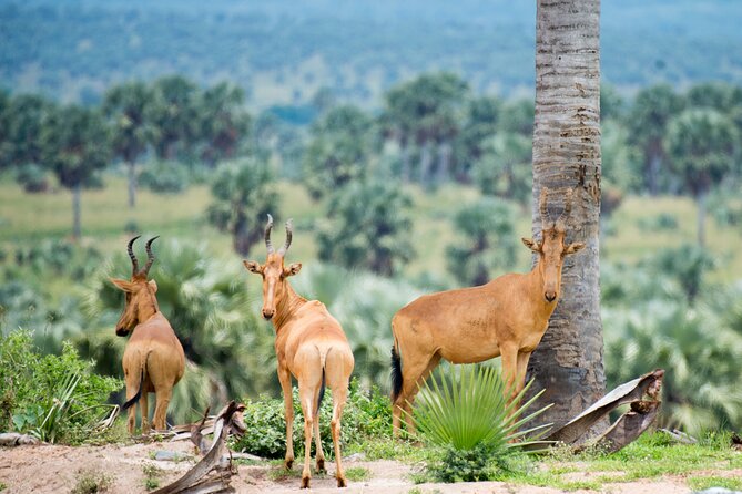 4 Days and 3 Nights Safaris in Murchison Falls National Park Tour - Is $2,250 per person good value?