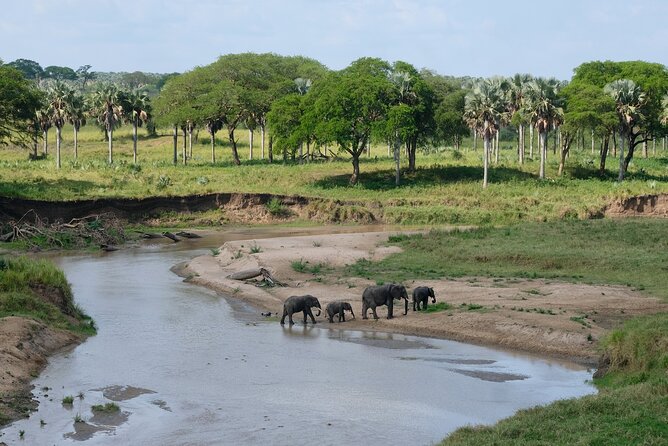 4 Days and 3 Nights Safaris in Murchison Falls National Park Tour - Day 1: Arrive in the afternoon and watch the light at Nyamsika