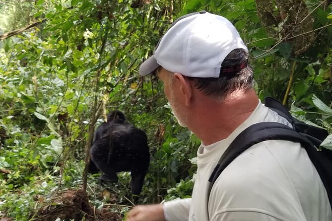 4 Days Gorilla and Chimps trek safari - Day 2: Gorilla tracking in Bwindi