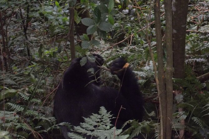 4 Days Gorilla and Chimps trek safari - Day 4: Chimpanzees, monkeys, and the return to Kampala