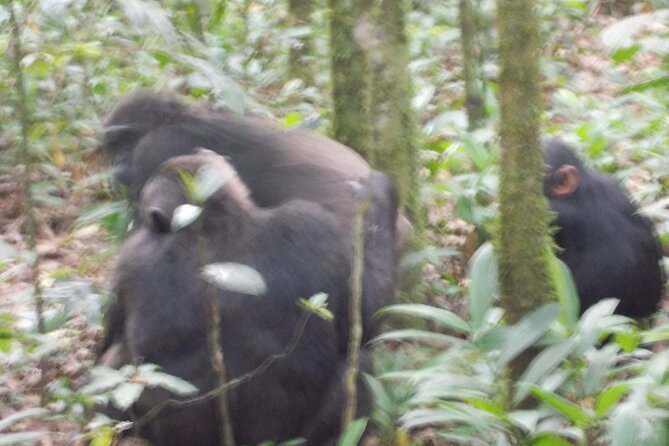 4 Days Gorilla and Chimps trek safari - Day 1: Kampala to Bwindi by way of the Equator