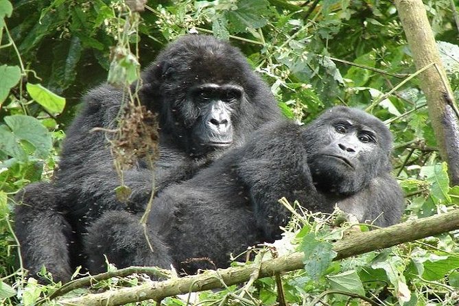 4 Days Gorilla experience Uganda - Day 1: The equator, Mbarara, and the Kigezi Highlands