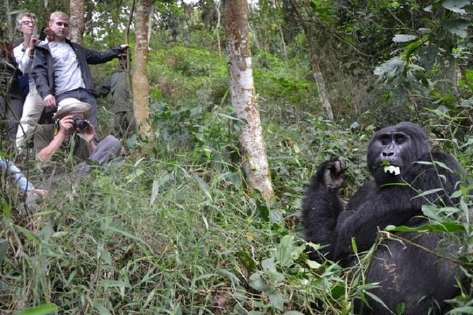 4 Days Gorilla experience Uganda - Day 3: A gentle change of pace at Lake Bunyonyi