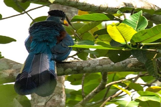 4 Days Gorilla experience Uganda - Day 4: Returning through farmland and the equator