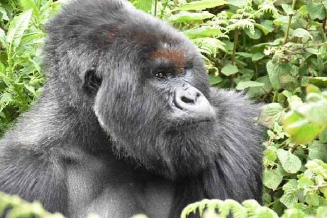 4 Days Gorilla experience Uganda - Comfort, fitness, and what to pack