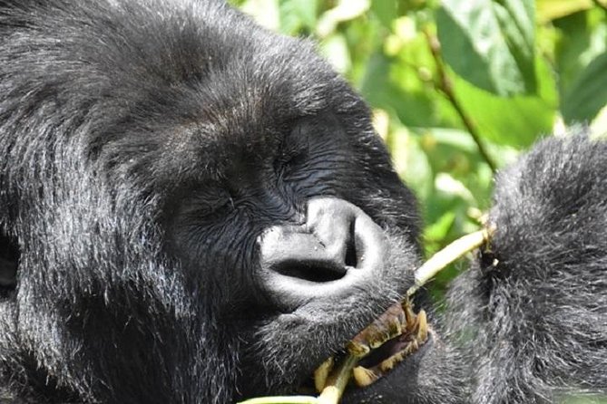 4 Days Gorilla experience Uganda - Who will get the most from this four-day route