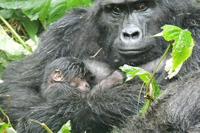 4 Days Gorilla experience Uganda - Day 2: Following gorillas through Bwindi Forest