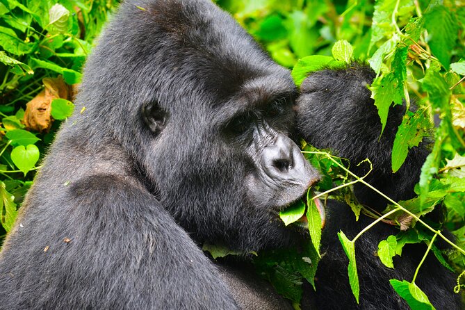 4 Days Gorilla tracking Tour in Uganda - The real prize is Bwindi’s gorilla trek