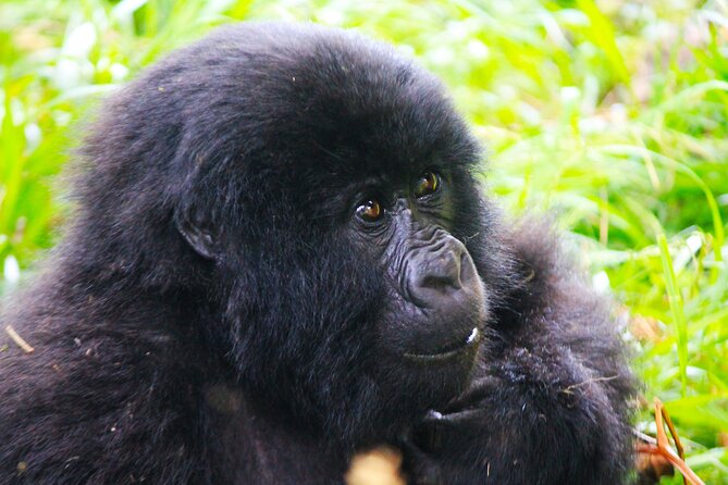 4 Days Gorilla tracking Tour in Uganda - Day three: Lake Bunyonyi after the forest