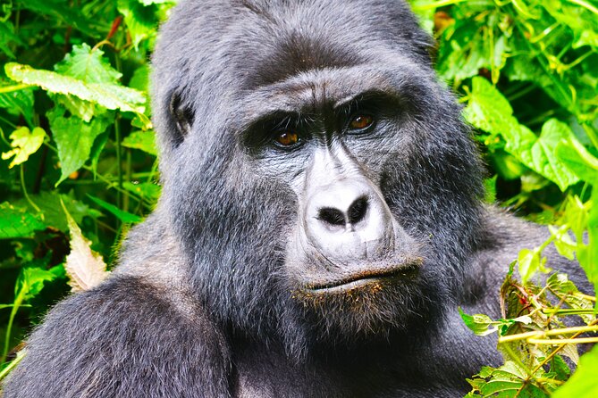 4 Days Gorilla tracking Tour in Uganda - Day four: Kyabahinga Hill and the return to Kigali