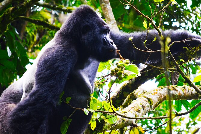 4 Days Gorilla tracking Tour in Uganda - Day one: Kigali, remembrance, and the Katuna border
