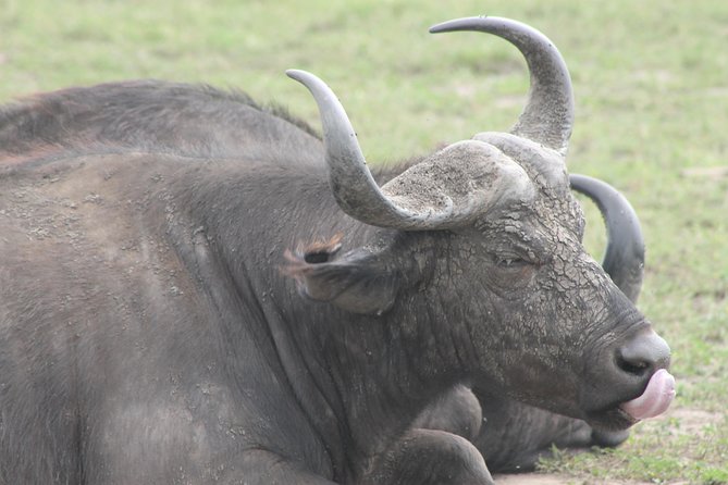 5-Day Big 5 Kidepo valley National Park Safari - Why Kidepo is worth the long road