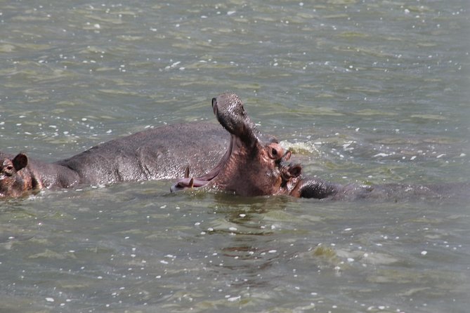 5-Day Big 5 Kidepo valley National Park Safari - Day 4: Narus Valley and Karimojong culture