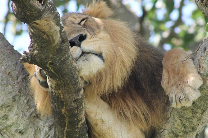 5-Day Big 5 Kidepo valley National Park Safari - Day 1: Rhinos at Ziwa and an overnight in Gulu