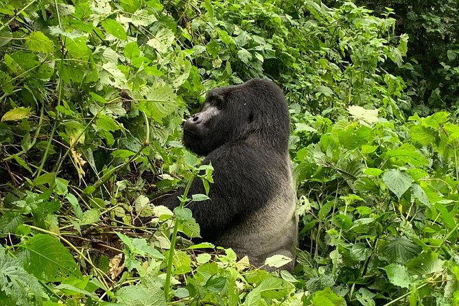 5 Day Gorillas, Wildlife and Kalinzu Forest Chimp Trek - Day one: the long road to Bwindi