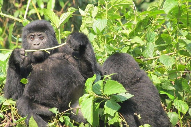 5 Day Gorillas, Wildlife and Kalinzu Forest Chimp Trek - Day three: from forest to Queen Elizabeth
