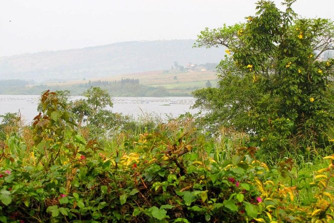5 Day Gorillas, Wildlife and Kalinzu Forest Chimp Trek - Day five: chimpanzees in Kalinzu Forest