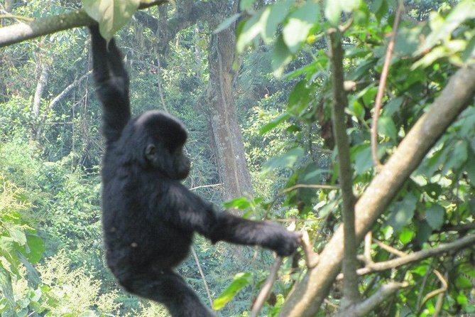 5 Day Gorillas, Wildlife and Kalinzu Forest Chimp Trek - Guides, planning, and the human side