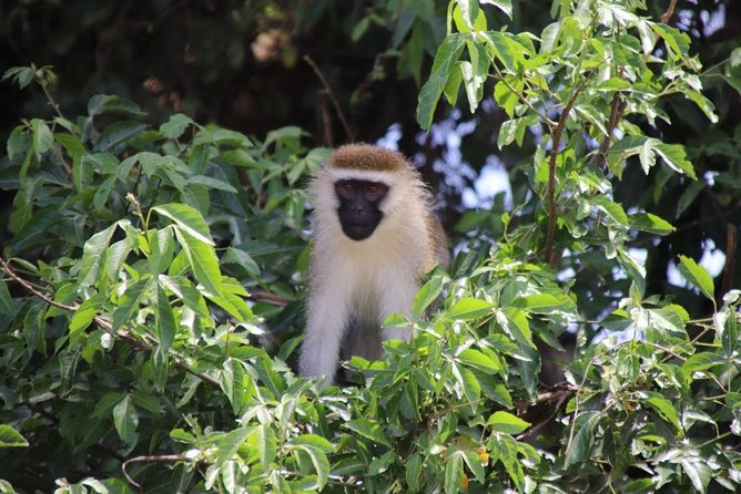 5 Day Gorillas, Wildlife and Kalinzu Forest Chimp Trek - Day two: the gorilla trek in Bwindi