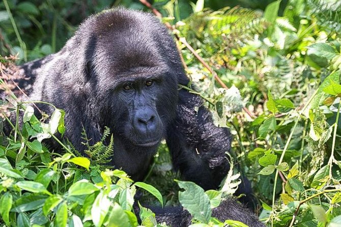 5-Day Pearl of Africa Chimps and Gorilla Trekking Safari - Key points to know before booking