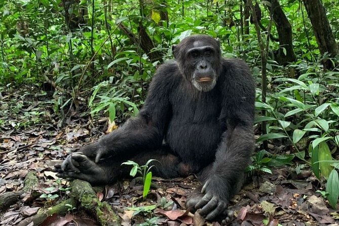 5 days best wildlife experience in Uganda - Day 2: Chimpanzees in Kibale Forest