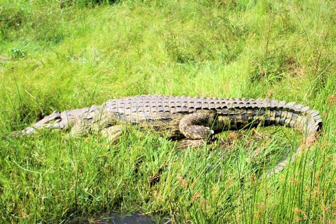5 days best wildlife experience in Uganda - Day 4: Kasenyi game drive and the Kazinga Channel