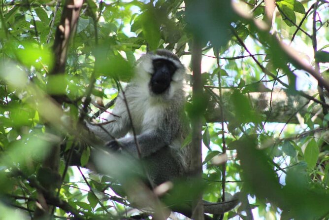 5 days best wildlife experience in Uganda - What the $2,569 price really covers