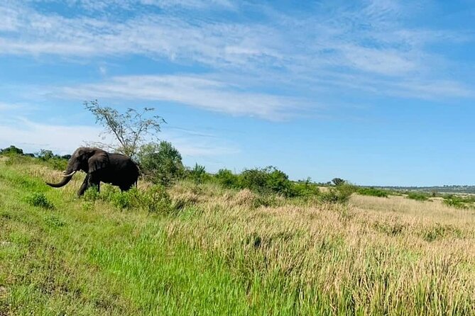 5 days best wildlife experience in Uganda - Who should book this Uganda safari