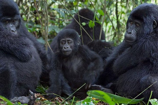 5 Days Bwindi gorilla trekking and Queen Elizabeth safari - Day 1: Arrival in Entebbe and the move to Kampala