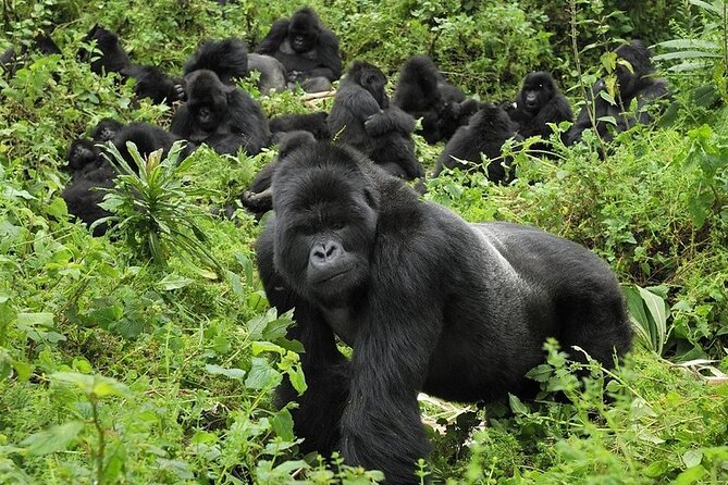 5 Days Gorilla and Chimpanzee Trekking in Uganda - Kibale begins with chimps, forest, and a long road west