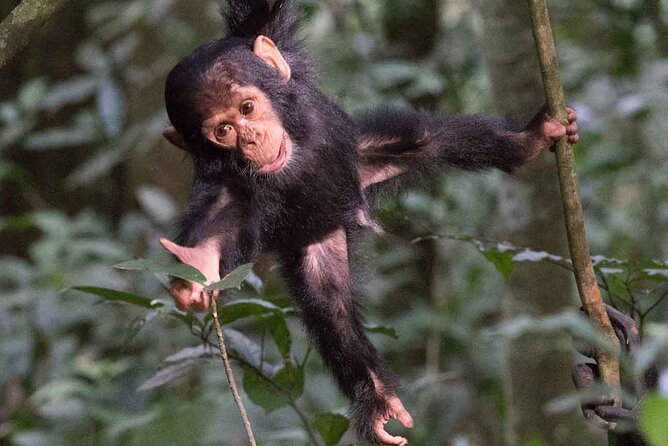 5 Days Gorilla and Chimpanzee Trekking in Uganda - The move to Bwindi is the trip’s hardest logistical stretch