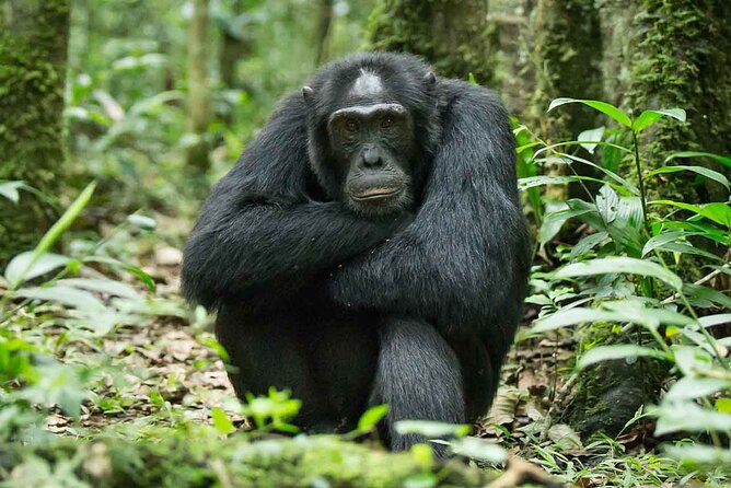 5 Days Gorilla and Chimpanzee Trekking in Uganda - Does $2,350 offer fair value?