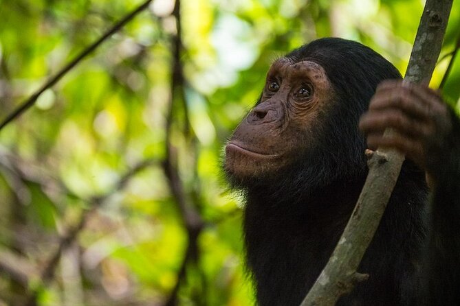 5 Days Gorilla and Chimpanzee Trekking in Uganda - Kanyanchu brings you close to Kibale’s primates