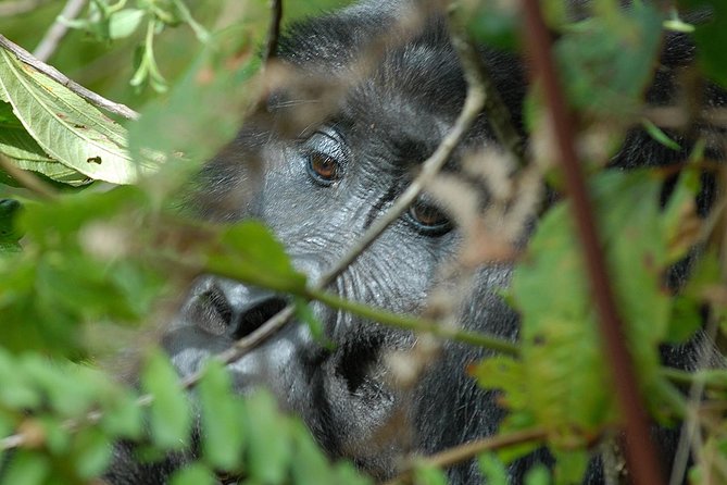 5 Days Gorilla Safari Uganda - Staying near Bwindi in Nkuringo