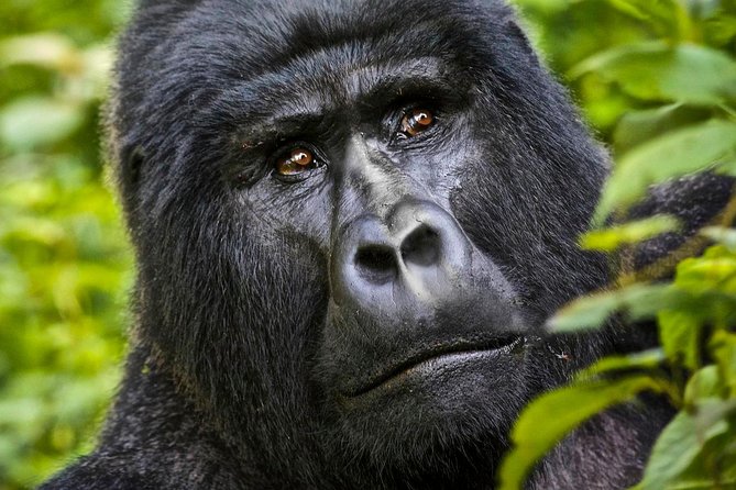 5 days gorilla & Wildlife safari in Uganda - What $2,228.72 buys you