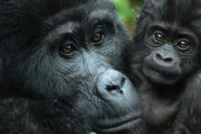 5 days gorilla & Wildlife safari in Uganda - Queen Elizabeth National Park and the Ishasha route