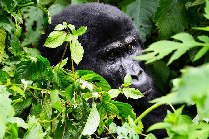 5 days gorilla & Wildlife safari in Uganda - Day four, Queen Elizabeth’s best combination