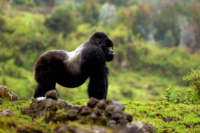 5 days gorilla & Wildlife safari in Uganda - Lodging, meals, and the private vehicle