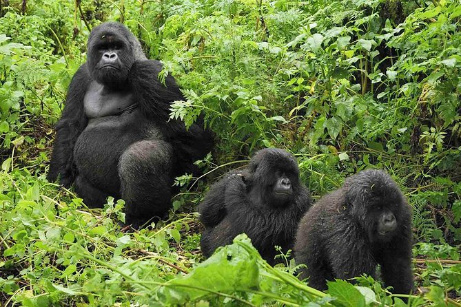 5 days gorilla & Wildlife safari in Uganda - What to pack and clarify