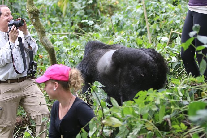 5 days gorilla & Wildlife safari in Uganda - Day two, gorillas and Lake Bunyonyi