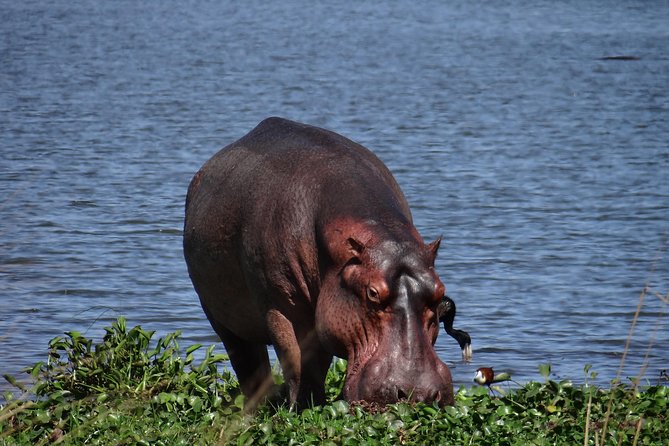 5 days gorillas and chimpanzee tracking - Day two: four hours with chimpanzees