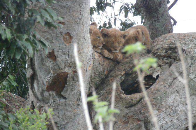 5 days gorillas and chimpanzee tracking - Gorilla day in Nkuringo